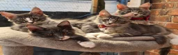 Maine Coon cats for sale: ❤️ TICA Registered Maine Coon Kittens Ready Now ❤️ - Advert 9