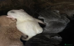 Mixed Breed cats for sale: Beautiful little of kittens  - Image 6