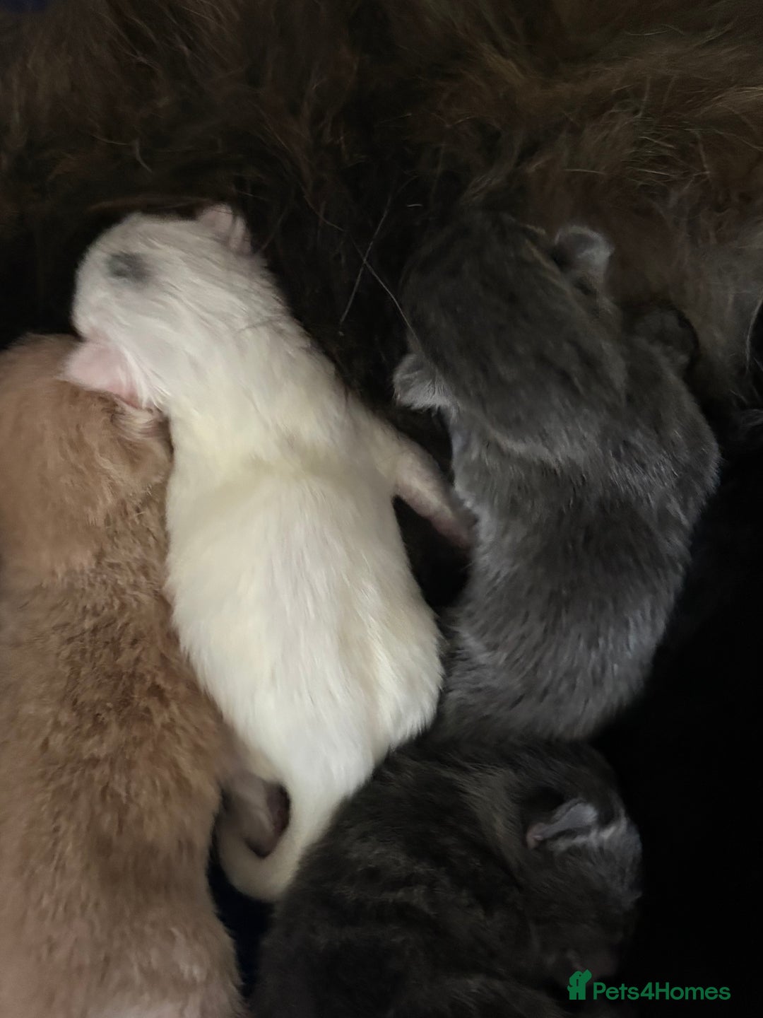 Mixed Breed cats for sale: Beautiful little of kittens  - Image 6