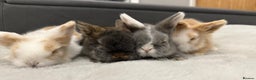 Mini Lion Lop rabbits for sale: Beautiful Teddywidder Babies   - Advert 5
