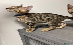 Bengal cats for sale: Ready for homes 3 stunning TICA reg Bengal boys - Image 19