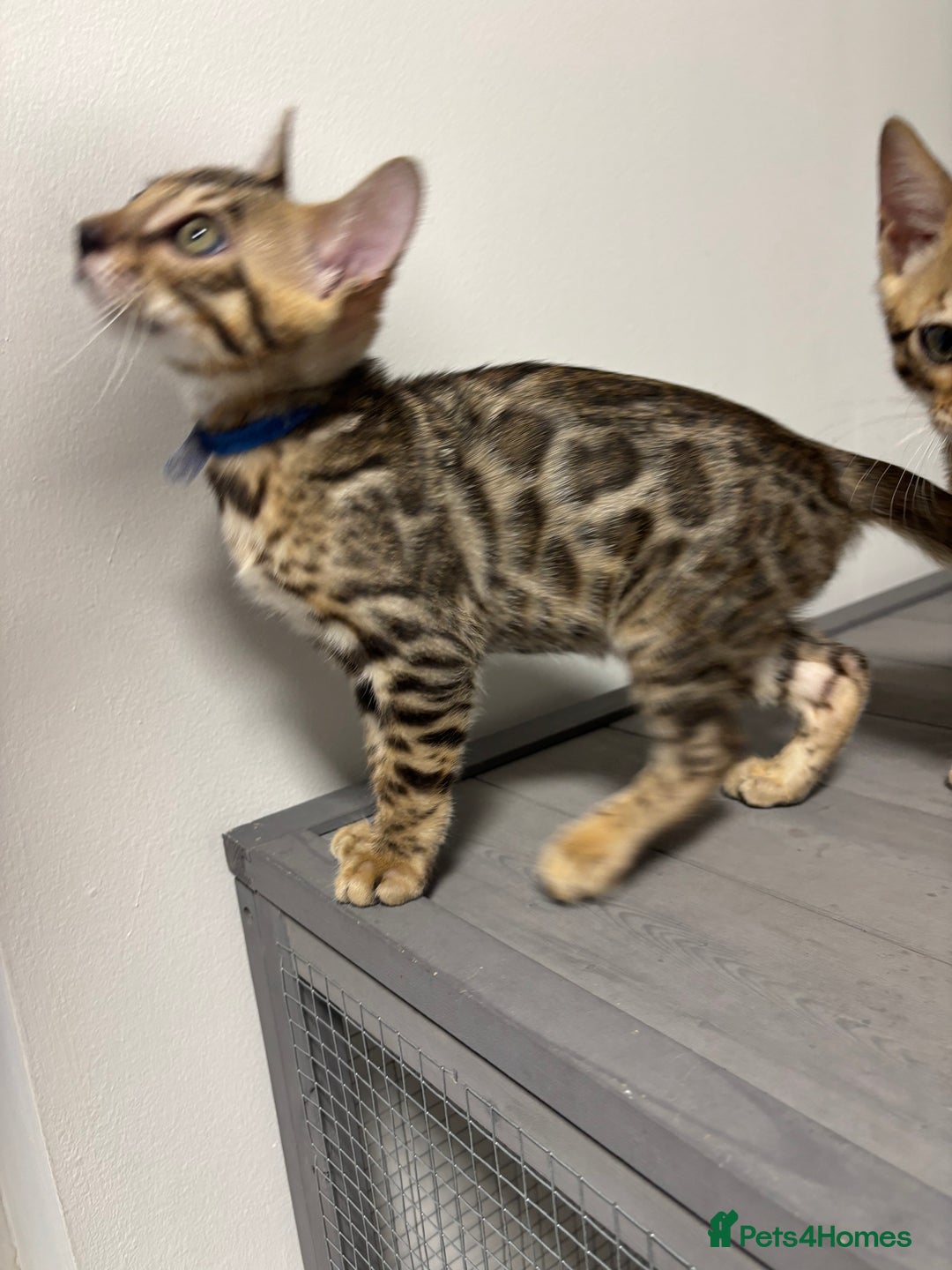 Bengal cats for sale: Ready for homes 3 stunning TICA reg Bengal boys - Image 19