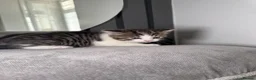 British Shorthair cats for sale: British short hair  - Advert 5