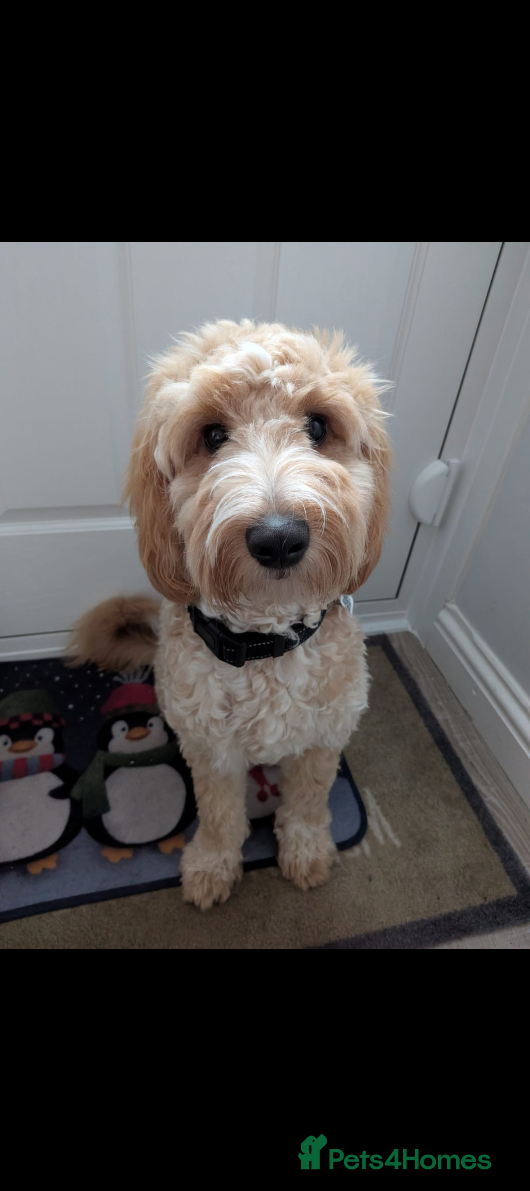 Cockapoo dogs Cockapoo 10 Months in Crawley - Advert 1