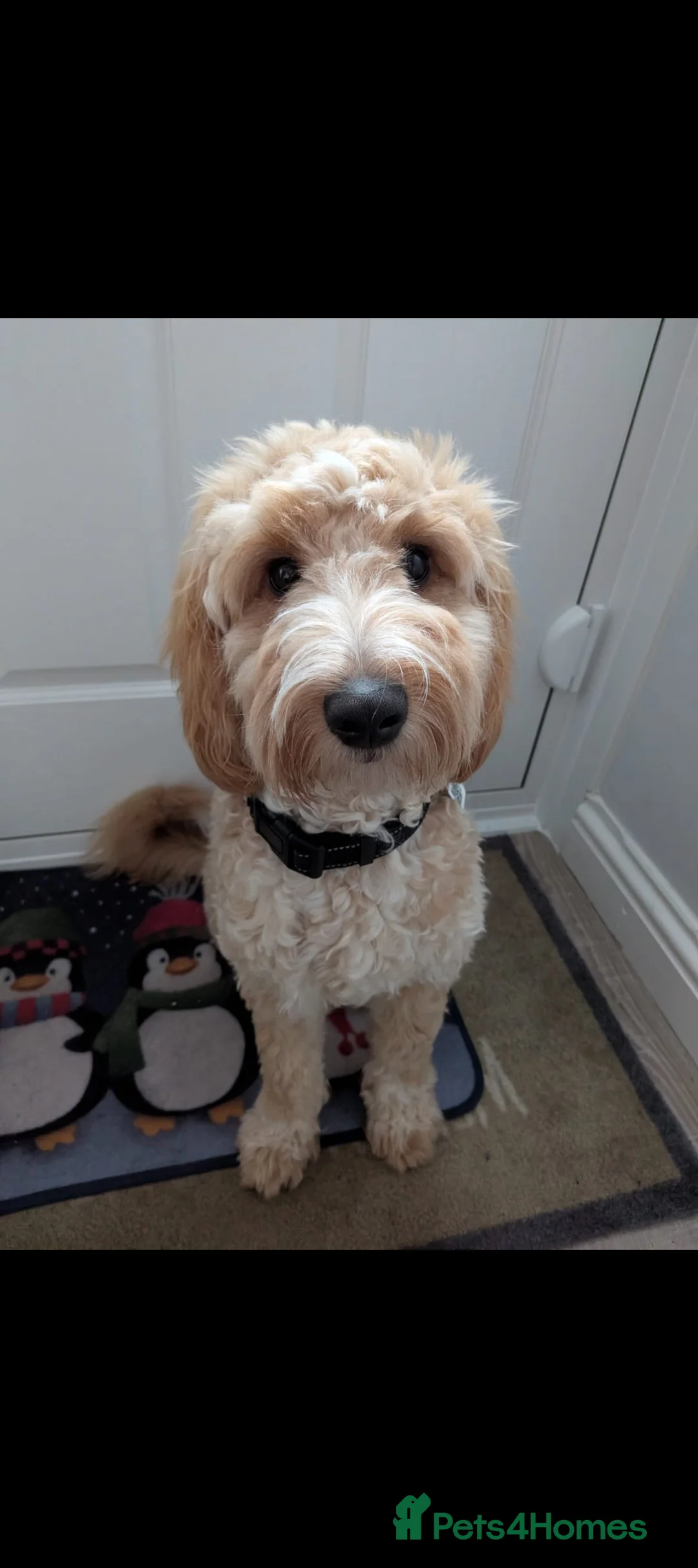 Cockapoo dogs for sale: Cockapoo 10 Months in Crawley - Advert 1