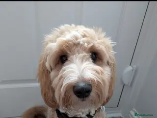 Cockapoo dogs Cockapoo 10 Months in Crawley - Advert 1