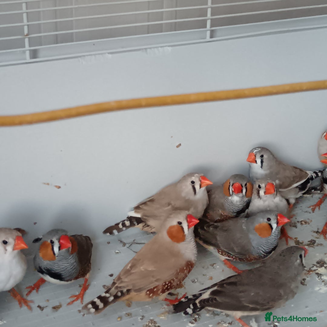 Finches birds for sale: Zabira finches  - Image 8