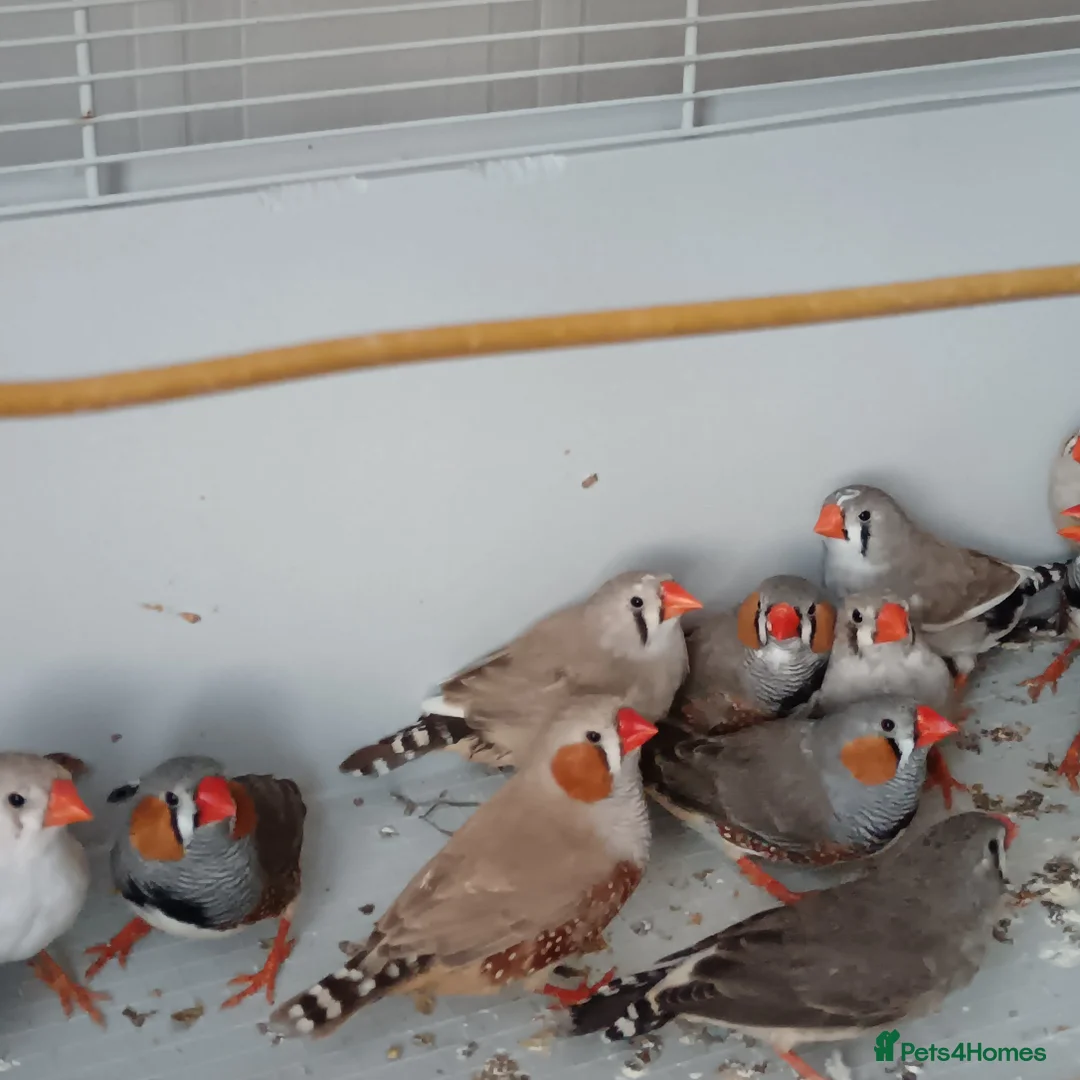 Finches birds for sale: Zabira finches  - Advert 8