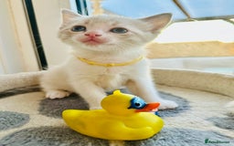 Ragdoll cats for sale: Ragdoll kittens for sale - Image 9