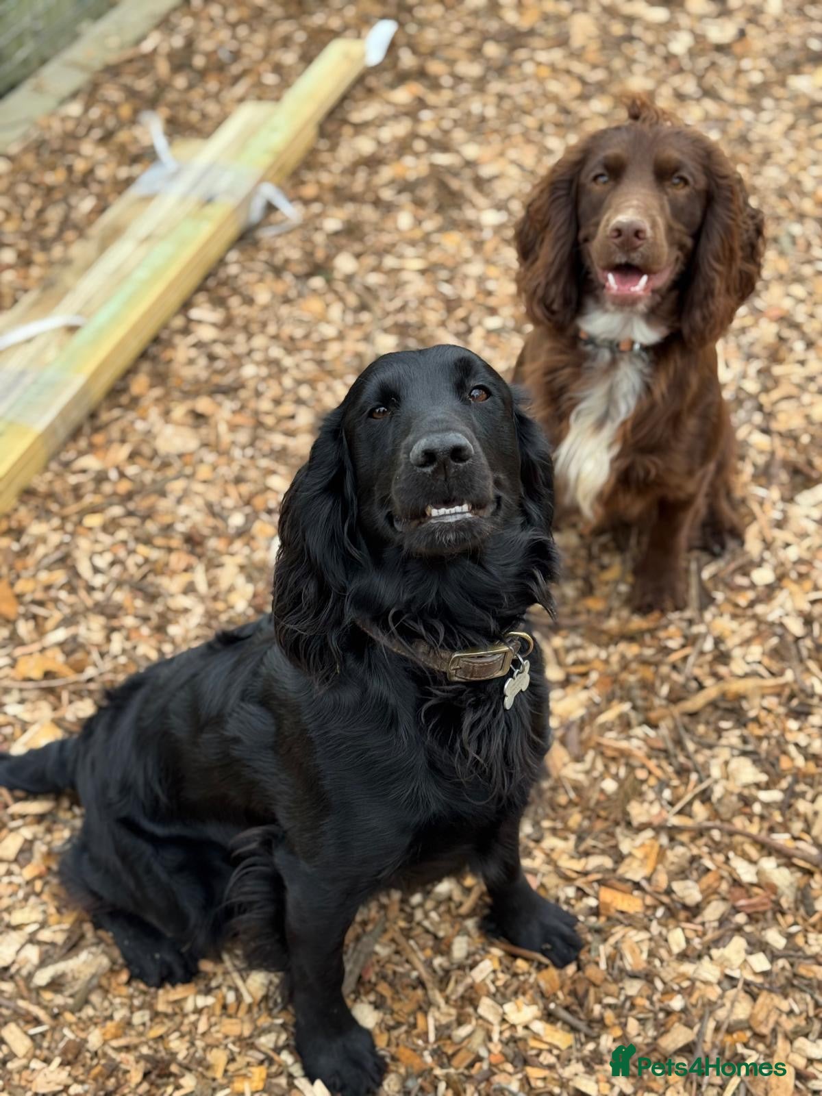 Cocker Spaniel dogs Working cocker spaniel puppies for sale - Advert 1