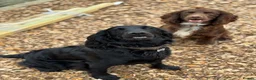 Cocker Spaniel dogs for sale: Working cocker spaniel puppies for sale in Spalding - Advert 1