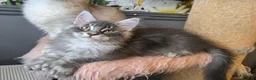 Maine Coon cats for sale: Perfect Polydactyl Maine Coon  - Advert 5