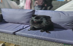 Pomeranian dogs for sale: Pedigree miniature pomeranians - Image 5