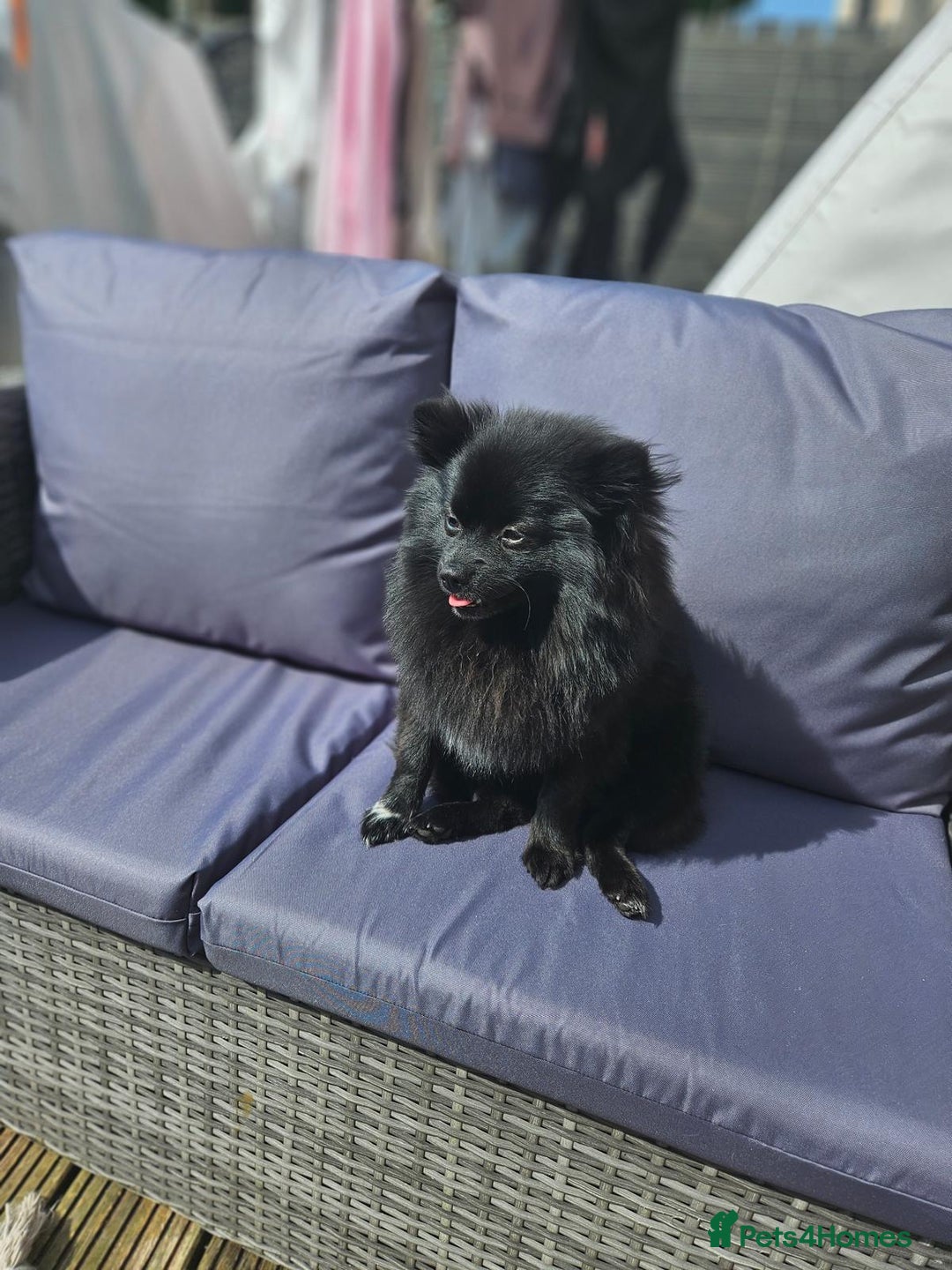 Pomeranian dogs for sale: Pedigree miniature pomeranians - Image 5