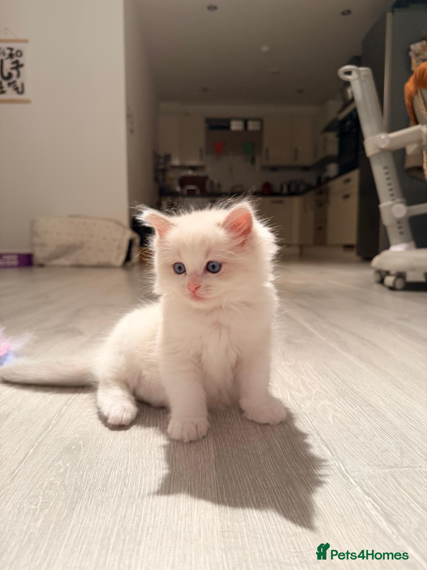Ragdoll cats Purebred Ragdoll Kitten in Cardiff - Advert 16