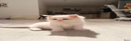 Ragdoll cats for sale: Purebred Ragdoll Kitten in Cardiff - Advert 1