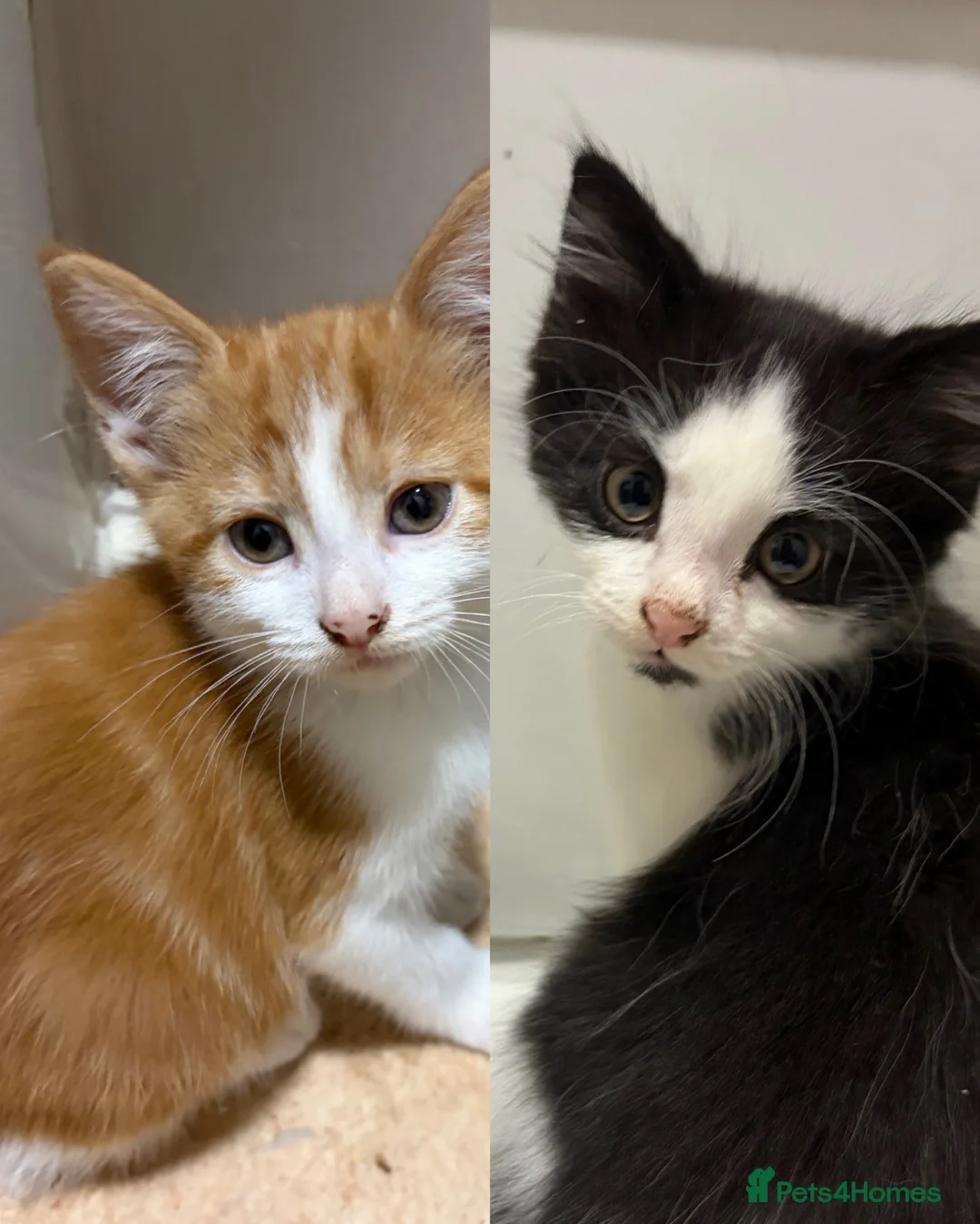 Mixed Breed cats for sale: Two 12 week old kittens  - Advert 1