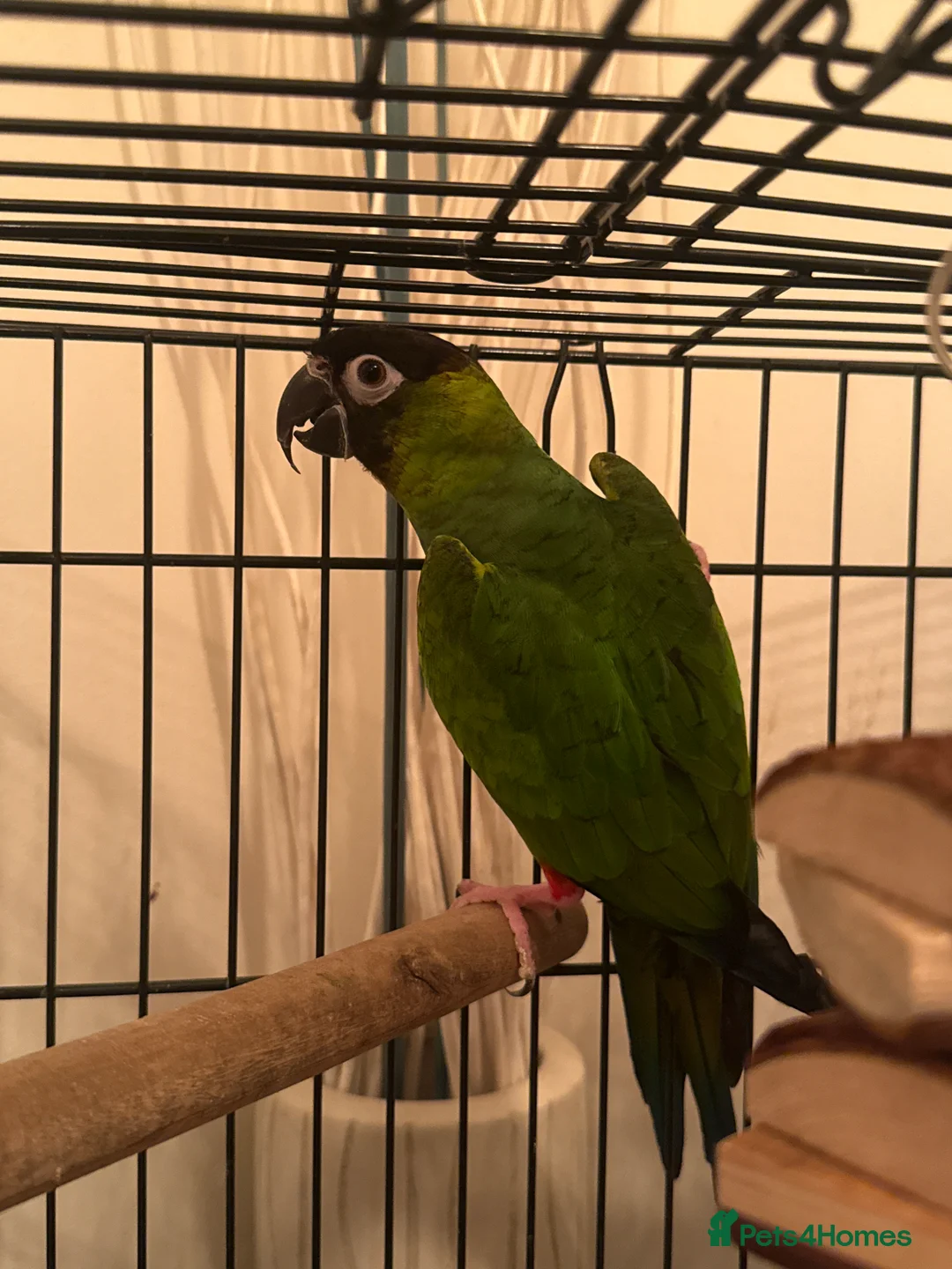 Conures birds for sale: Black Capped Conure – Needs Experienced Home - Advert 5