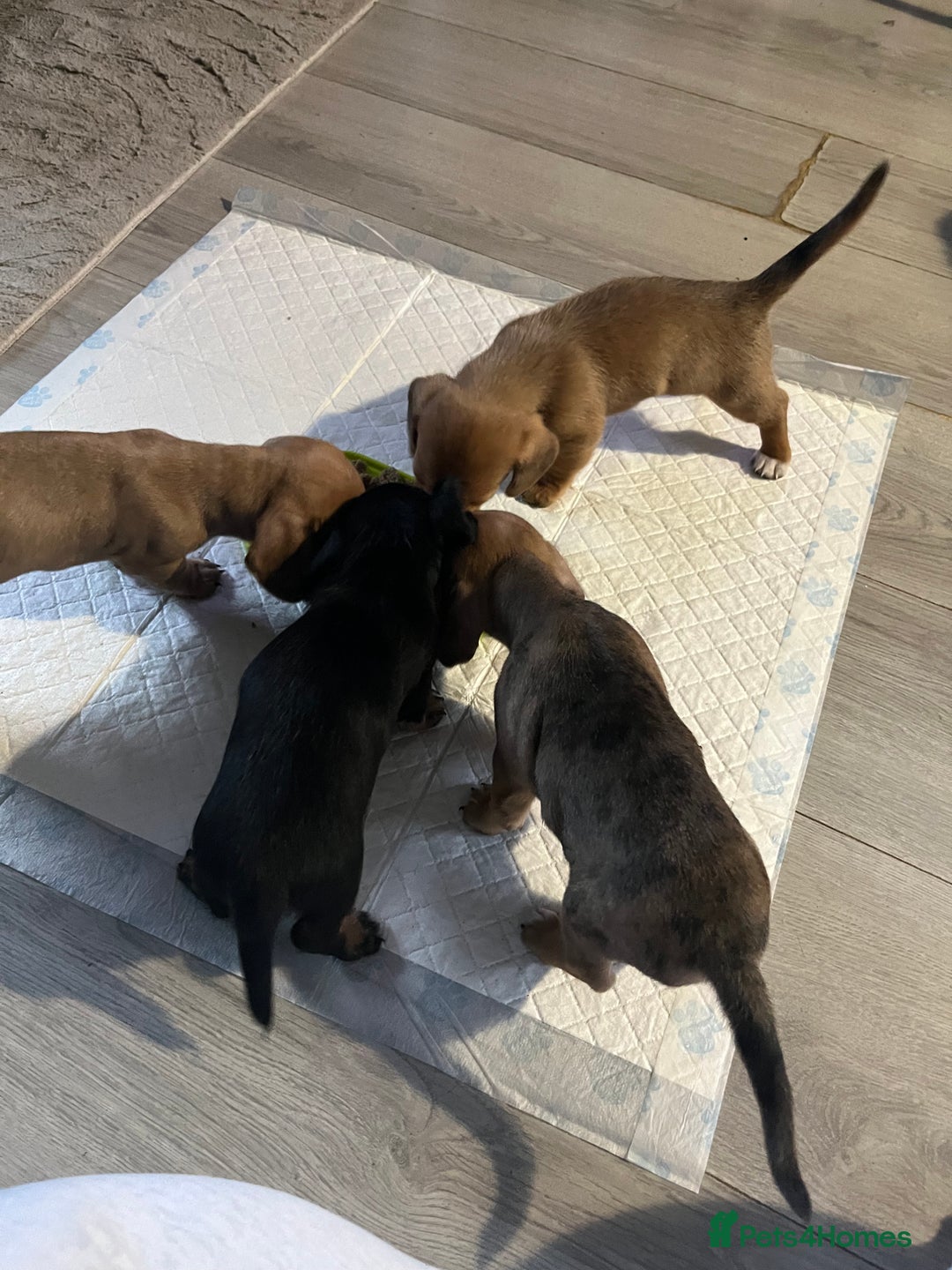 Mixed Breed dogs for sale: Maltese Cross Miniature Dachshund  - Advert 7