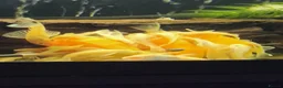 Plecos fish for sale: LEMON BLUE EYE BRISTLENOSE PLECS+2 mature female   - Advert 3