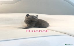 British Shorthair cats for sale: GCCF Registered British Shorthair Girl - Image 8