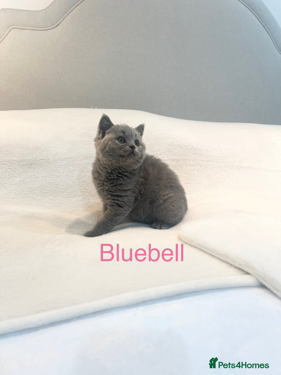 British Shorthair cats for sale: GCCF Registered British Shorthair Girl - Image 8