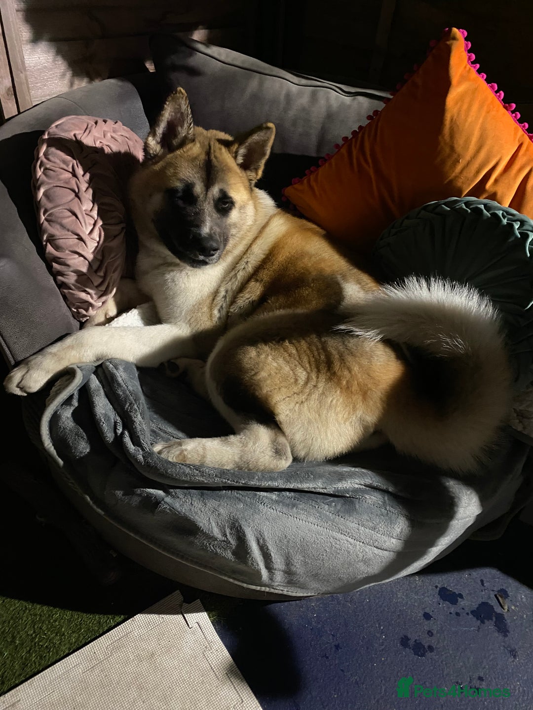 Japanese Akita Inu dogs for sale: 7 month old Akita for sale - Image 4