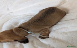 Miniature Dachshund dogs for sale: Smooth shaded red - Image 4