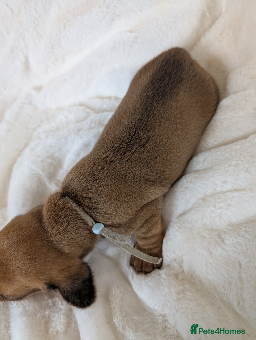 Miniature Dachshund dogs for sale: Smooth shaded red - Image 4