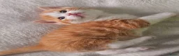 Selkirk Rex cats for sale:  Beautiful Home-Raised Selkirk Rex&BSH Kittens 😻 - Advert 3