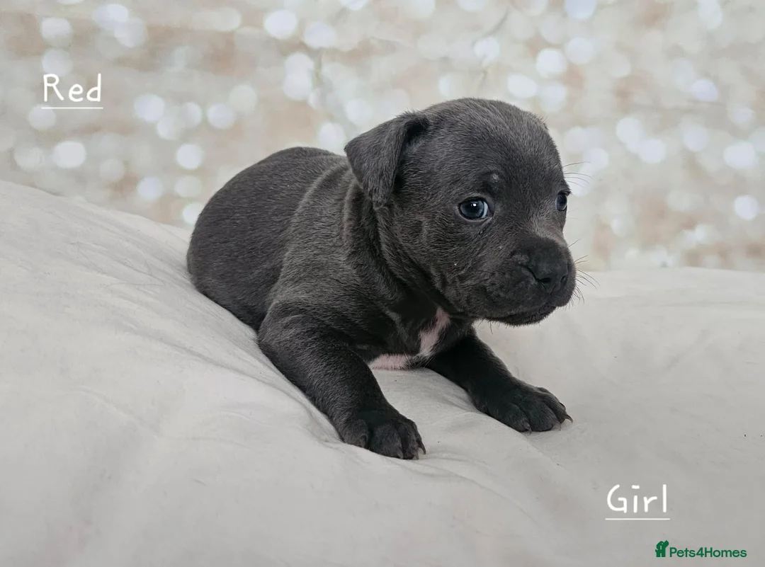 Staffordshire Bull Terrier dogs for stud: Stud  in Godalming - Advert 19