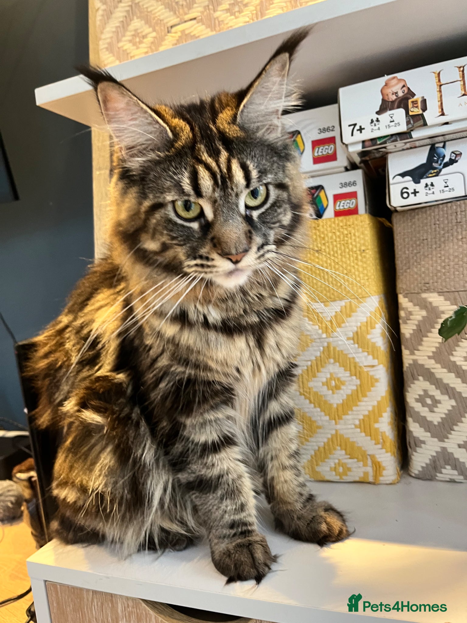 Maine Coon cats Maine coon kittens available for reservation  - Advert 4