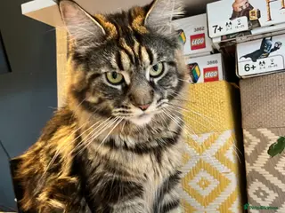 Maine Coon cats Maine coon kittens available for reservation - Advert 4