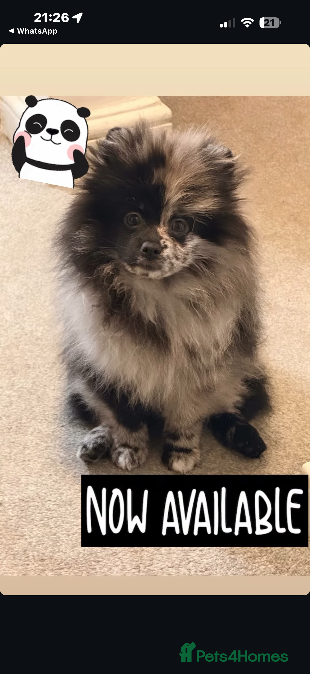 Pomeranian dogs STUNNING MERLE & mini orange girl  - Advert 2