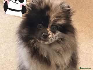 Pomeranian dogs STUNNING MERLE & mini orange girl - Advert 2