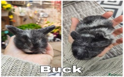 Mini Lop rabbits for sale: Stunning mini lops for reserve  - Image 3