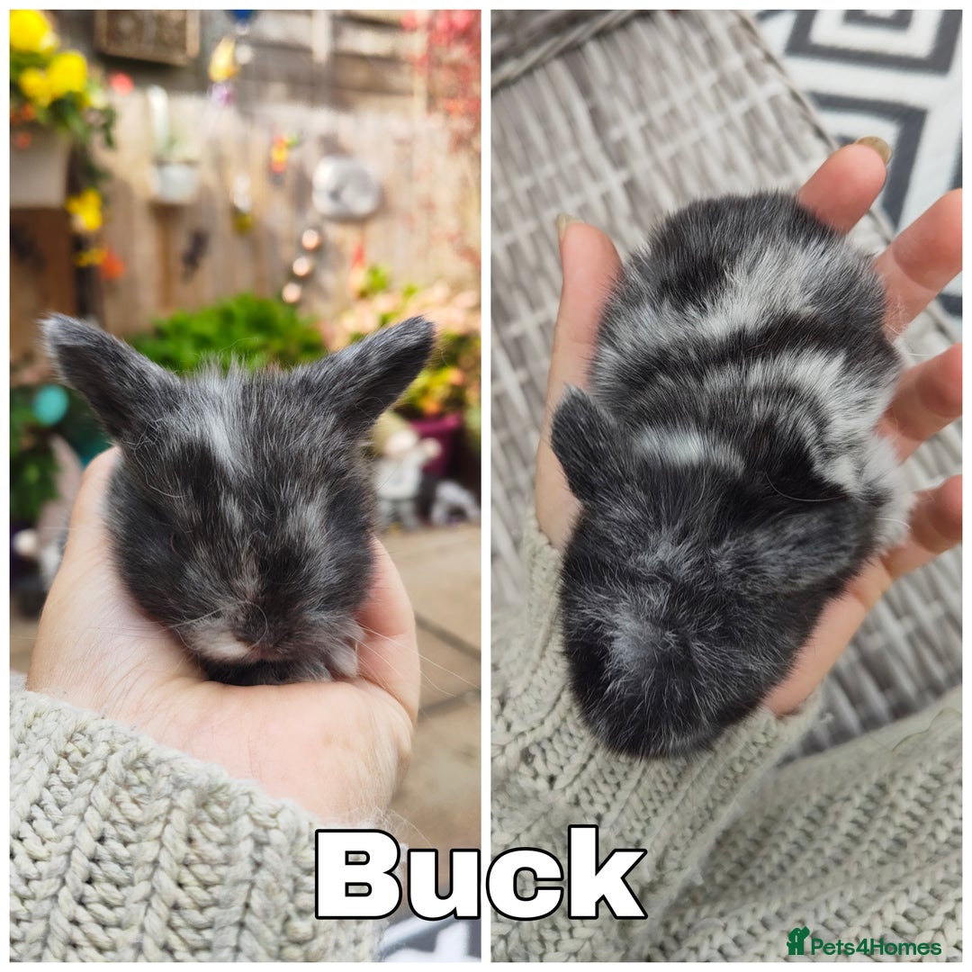 Mini Lop rabbits for sale: Stunning mini lops for reserve  - Image 3