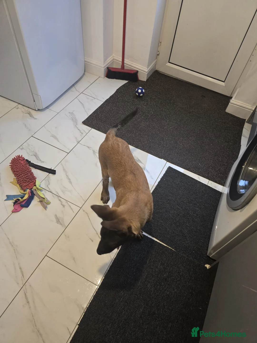 Belgian Shepherd Dog dogs for sale: 2 Belgian Shepherd puppies  - Advert 4