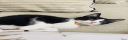 Domestic Shorthair cats for sale: Tuxedo little girl - Advert 4