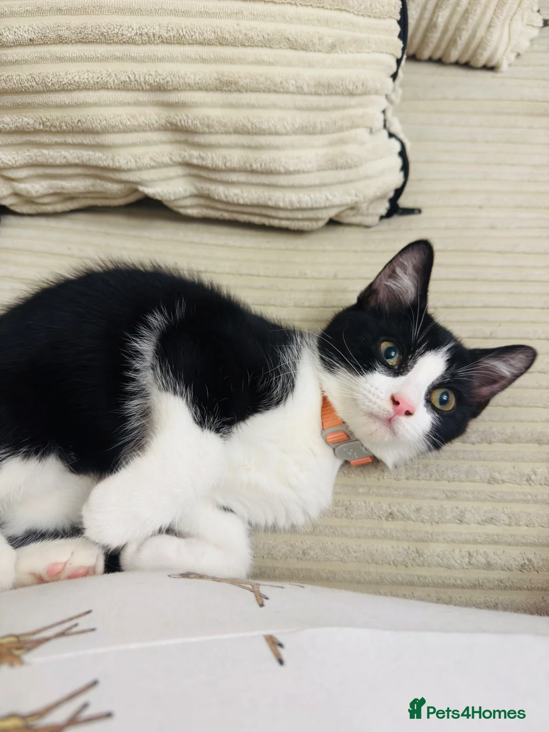 Domestic Shorthair cats for sale: Tuxedo little girl - Advert 4