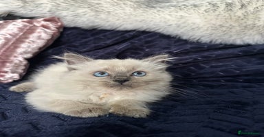 Ragdoll cats - Advert 9