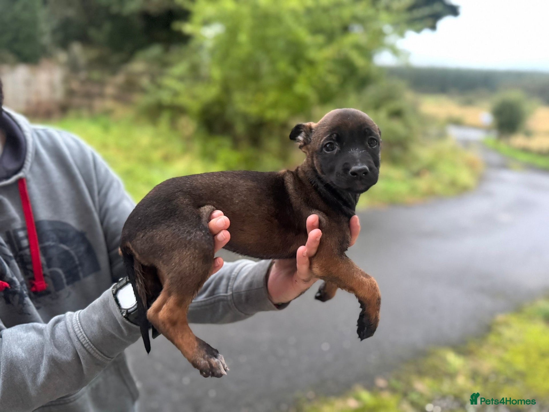 Belgian Shepherd Dog dogs KNPV Bloodline Malinois Puppies Available - Advert 2