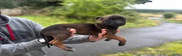 Belgian Shepherd Dog dogs for sale: KNPV Bloodline Malinois Puppies Available - Advert 2