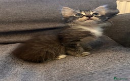 Perdoll cats for sale: Ragdoll  cross kitten (one available )😻 - Image 7