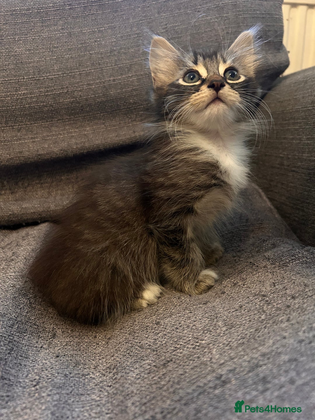 Perdoll cats for sale: Ragdoll  cross kitten (one available )😻 - Image 7
