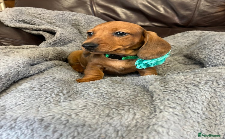 Dachshund dogs - Advert 3