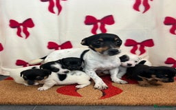 Jack Russell dogs for sale: Short legged true to type Jack Russell Puppies  - Image 10