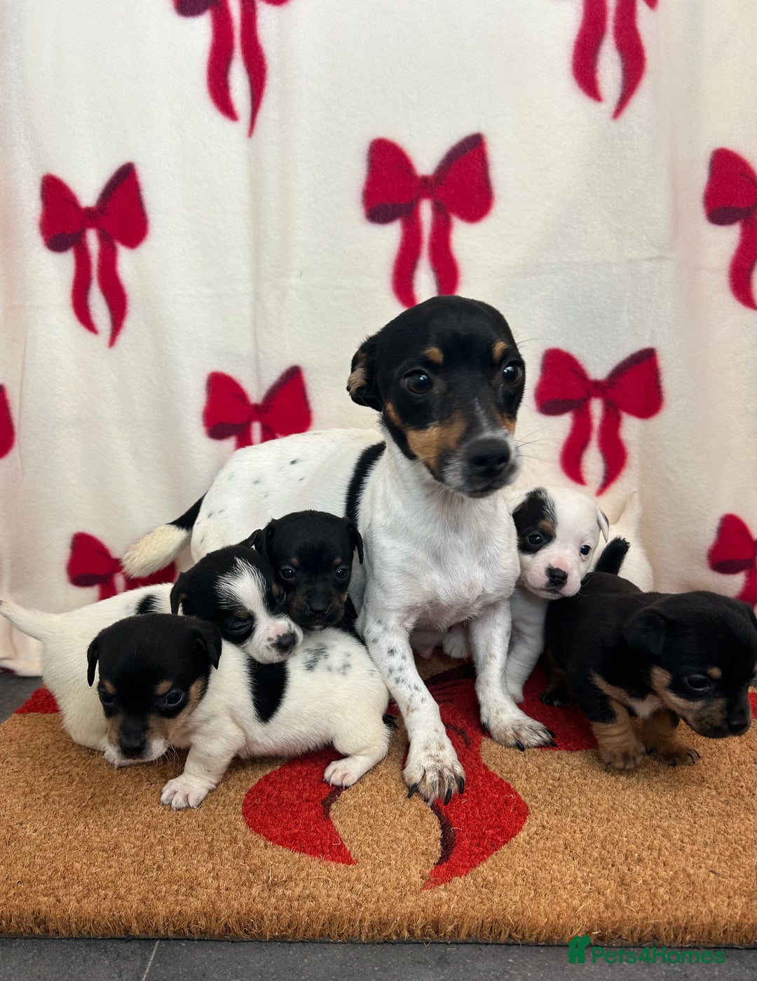 Jack Russell dogs for sale: Short legged true to type Jack Russell Puppies  - Image 10
