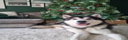 Alaskan Malamute dogs for stud: Alaskan Malamute to Stud - Monty! in Nottingham - Advert 4