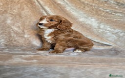 Cavapoo dogs for sale: Gorgeous Fox Red Cavapoo health tested parents  - Image 39